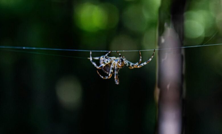 sun pharma webmail access